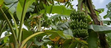 Close up of bananas on a tree