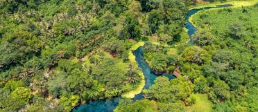 Aerial image of tropical vegetation