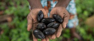 Outstretched hands holding galip nuts