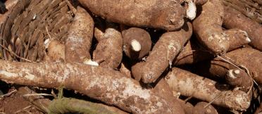 Cassava piled in a basket after harvest.