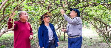 3 people in a field standing under and inspecting a tree
