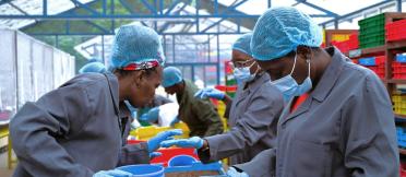 Three women in grey lab coats inspects soil in blue-coloured plastic trays