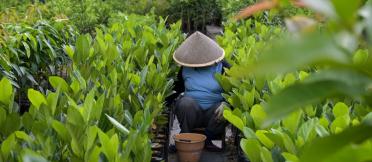 A person wearing a conical hat is crouching between rows of lush green plants in a nursery, with a brown pot placed on the ground in front.