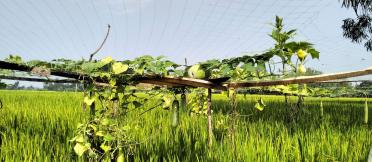 Vine crops growing on a trellis above a green rice field.