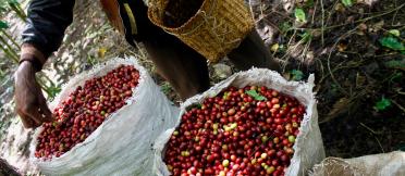 Sacks filled with freshly harvested red coffee cherries sit on the forest floor while a person pours cherries from a small woven basket into one of the bags.
