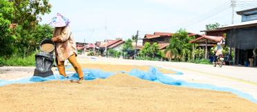 Harvested grain being spread out to dry in a rural village.