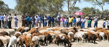 People observing a flock of sheep in a dry, open landscape.