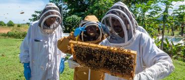 Three people in protective beekeeping suits examine a honeybee frame outdoors, with bees flying around.