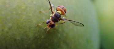 Close-up of an insect on the surface of green fruit