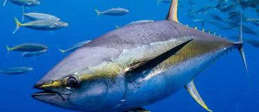 Yellowfin tuna swimming underwater among a school of fish