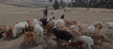 Sheep grazing in a dry field with a person in the background.
