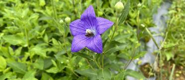 Vietnamese purple flower