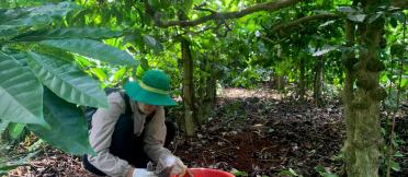 Researcher collecting soil samples beneath trees.