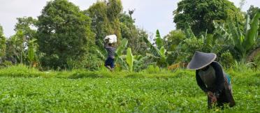 Farmer harvesting spinach in a leafy green field.