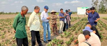 Group of farmers and researchers inspecting vegetable crops during a field training session.
