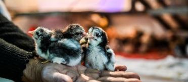 Native Cambodian Skuoy chicks