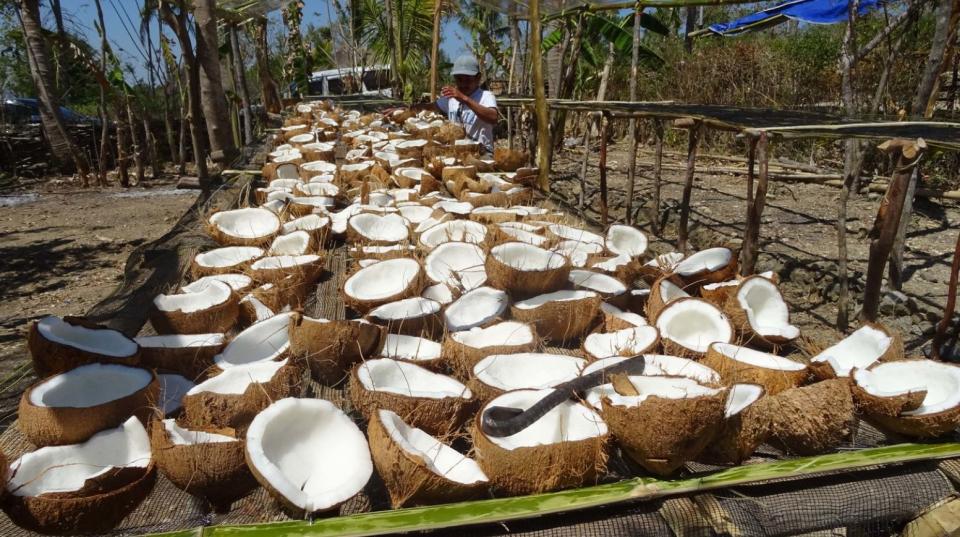 Coconut diversity in the Pacific