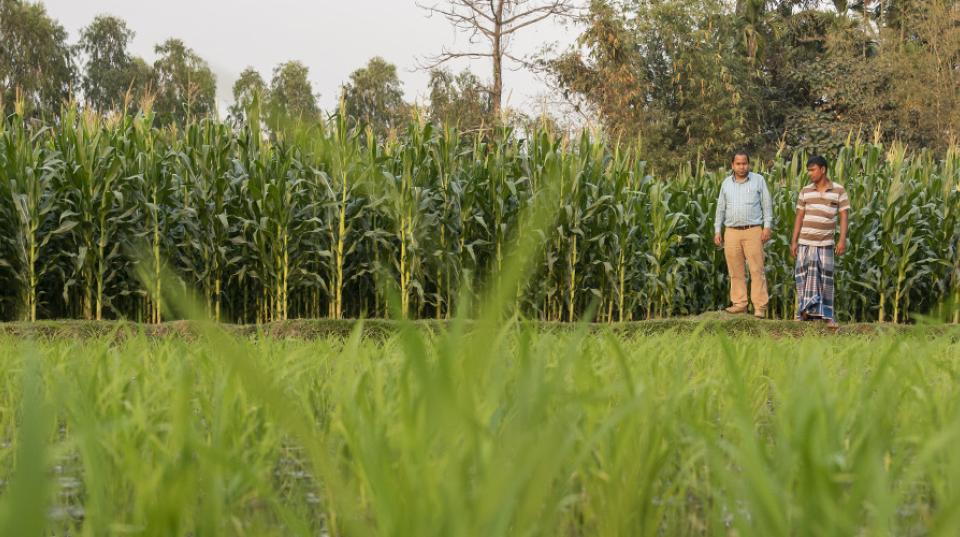 Southe Asia farmers in field 