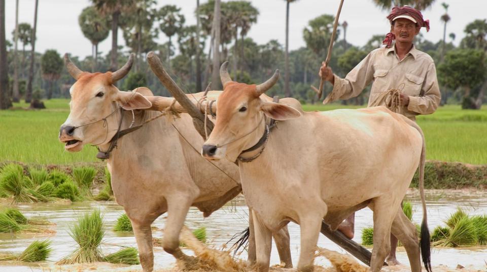 Cattle in Indonesia