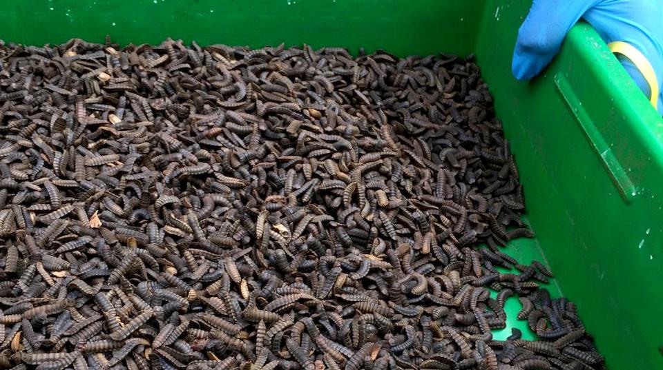 Black soldier fly larvae. Credit: Mellissa Wood, ACIAR