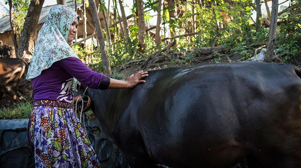 Woman with cow in Indonesia