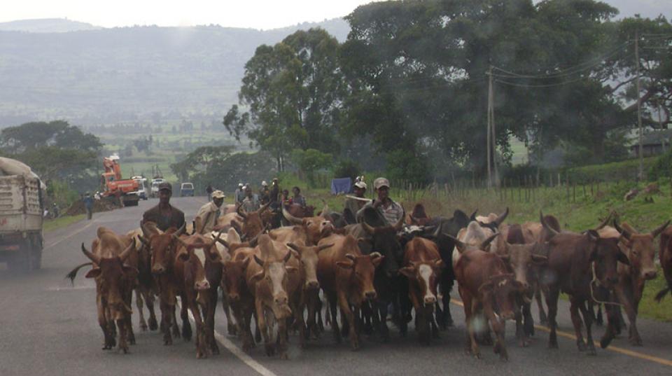 Livestock Ethiopia