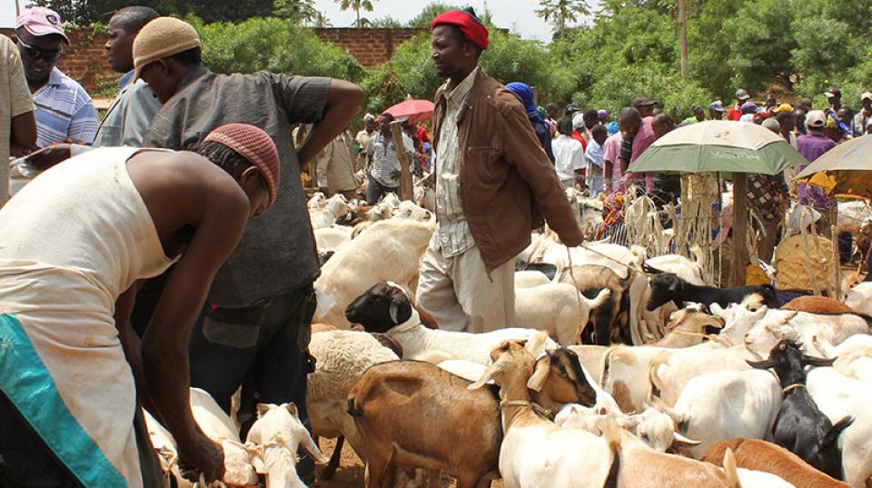 Livestock Kenya