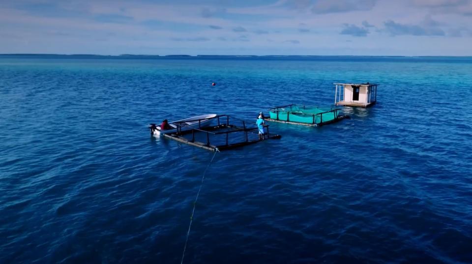 Seaweed farm in Pacific ocean