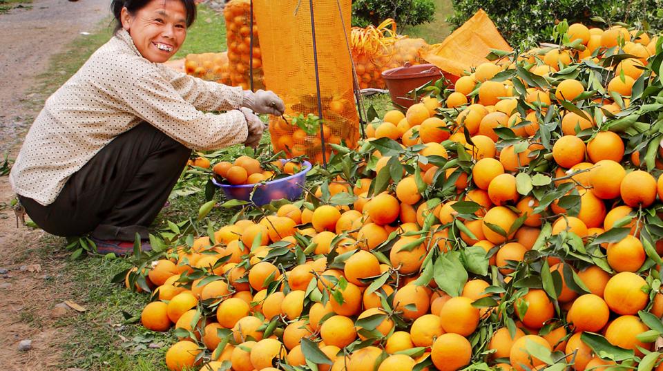 Citrus China