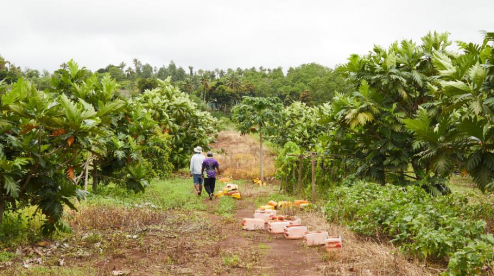 Two men walking through tropical fruit trees