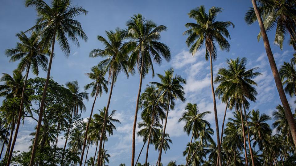 Coconut trees