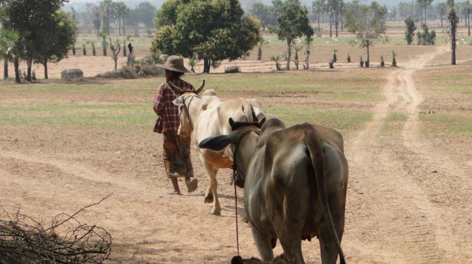 Myanmar cattle