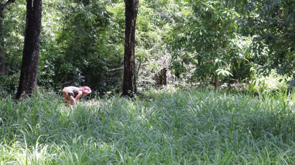 Weeds Cambodia