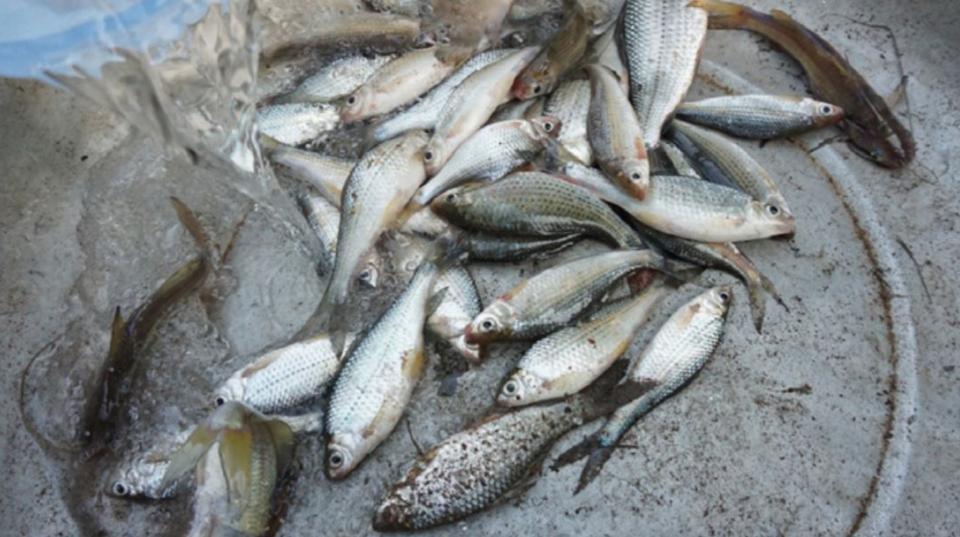 Harnessing dietary nutrients of underutilized fish-based products