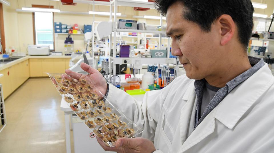 Scientist looking at fall armyworm specimens