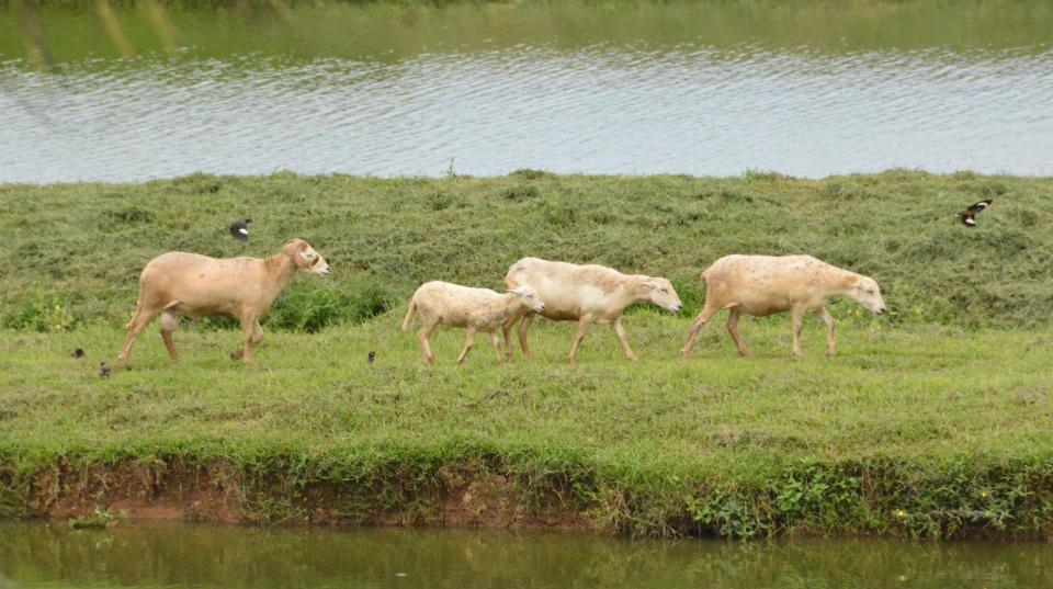 Sheep in Fiji