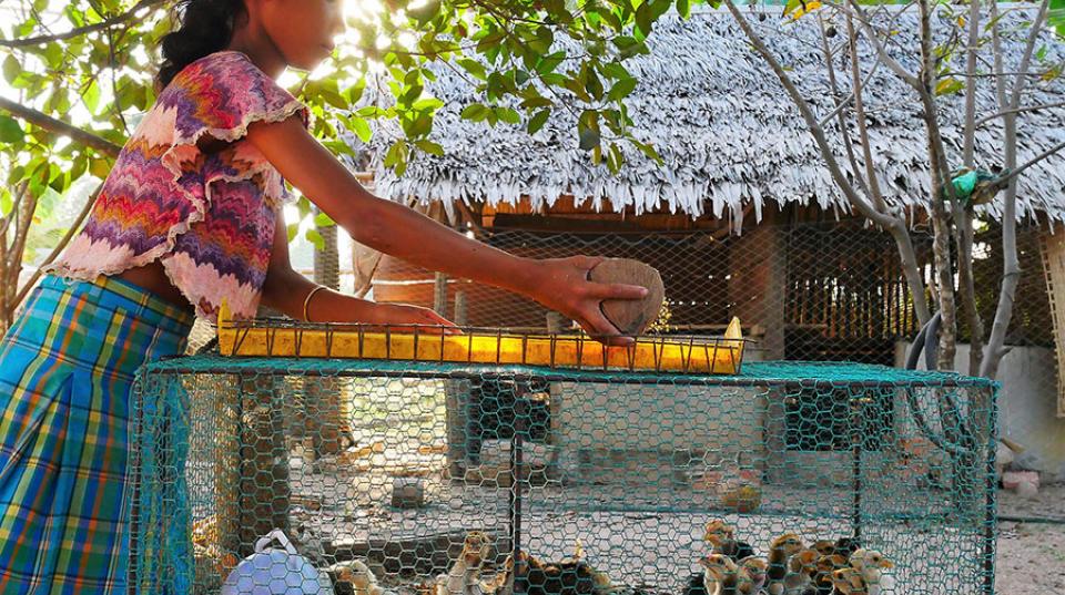 Young girl with a cage of baby chicks