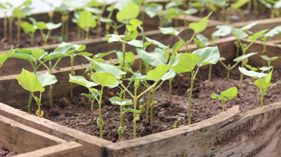 Beans growing