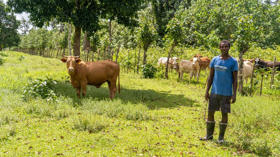 Vanuatu farmer in a field with cows