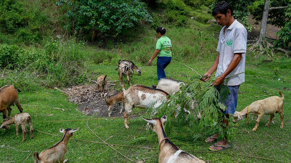 Two Vanuatu farmers with goats