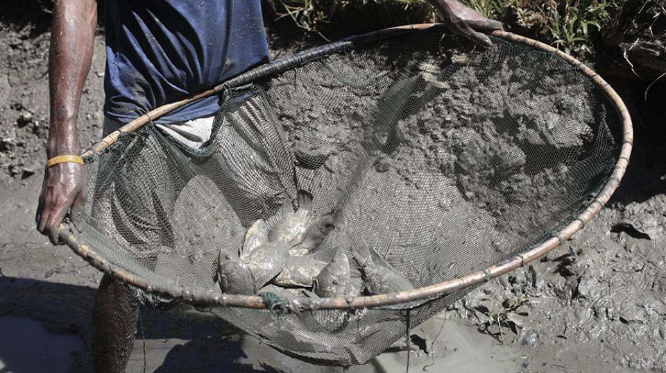 A man holds a net of fish over a muddy river bank