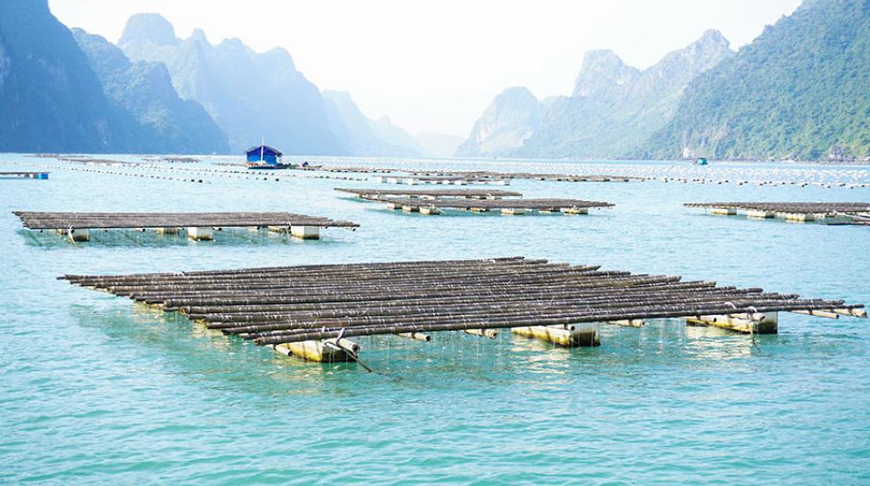 Oyster farm Vietnam