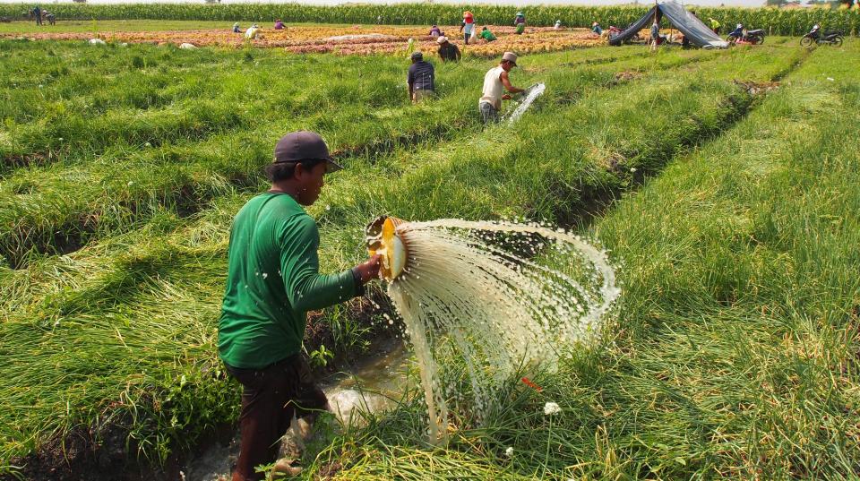 Watering shallots