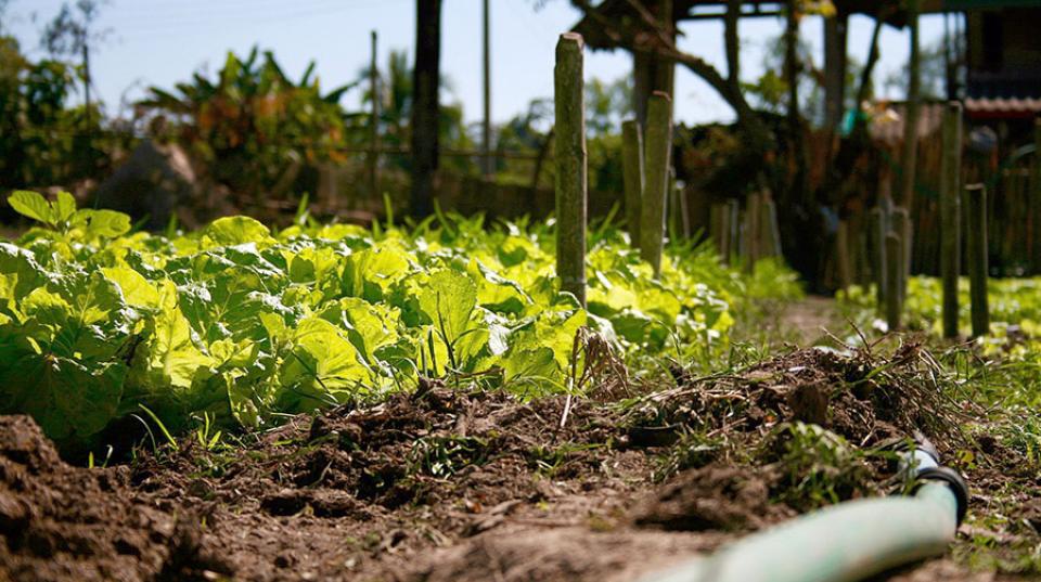 A crop of lettuce with a water pipe beside it