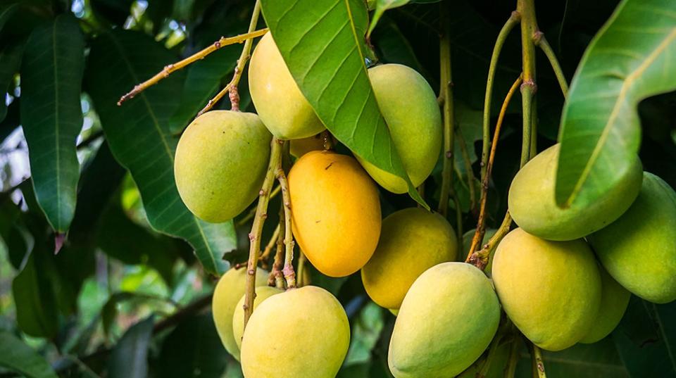 Mangoes on a tree