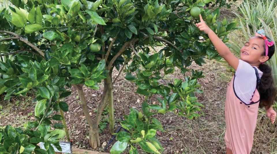 A girl reaching up to pick fruit from a tree