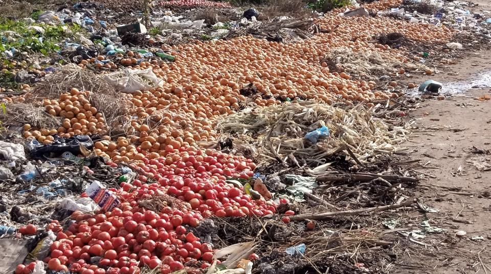 tomatoes in large pile of rubbish
