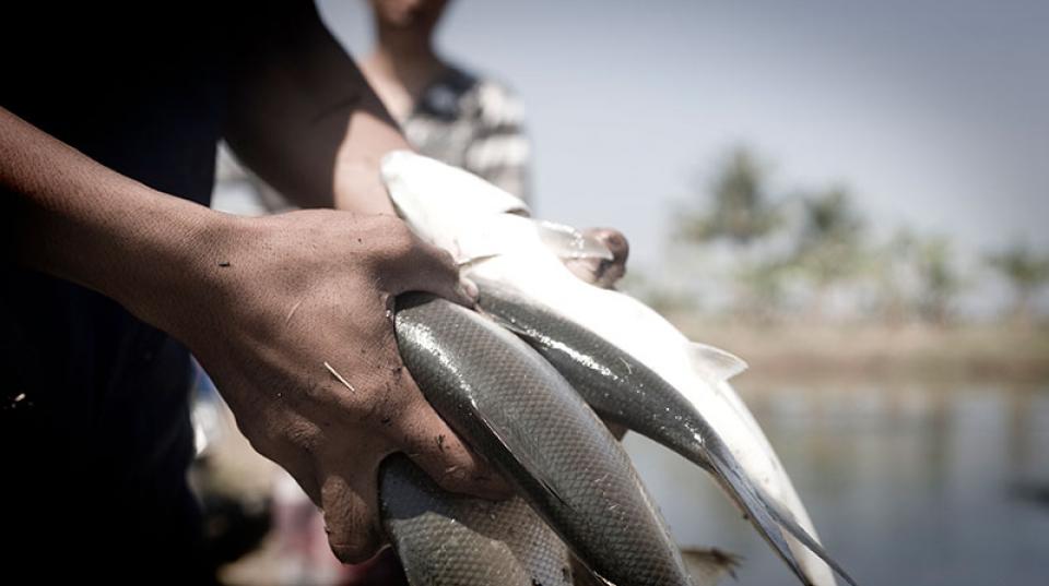 A close-up of hands holding fish