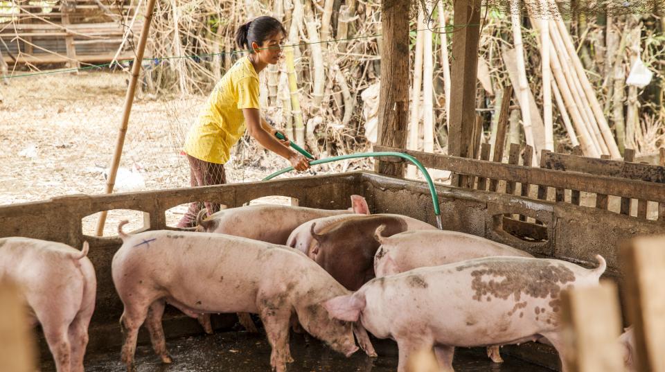 Farmer with pigs