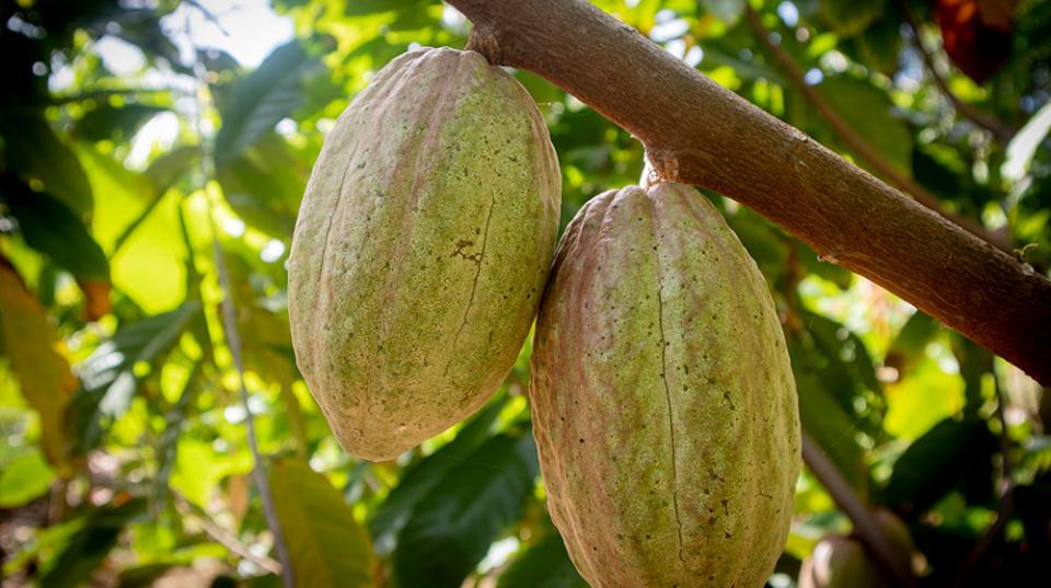 Cocoa pods